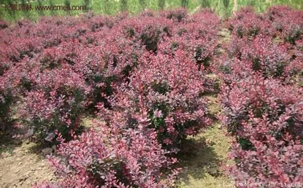 紅葉小檗的種植