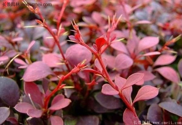 沭陽基地的紅葉小檗苗、紅葉小檗球 沭陽基地的紅葉小檗苗、紅葉小檗球