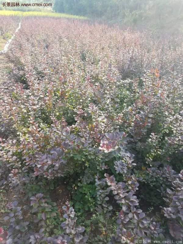 沭陽(yáng)基地的紅葉小檗 沭陽(yáng)基地的紅葉小檗