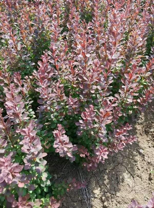 沭陽(yáng)紅葉小檗基地 沭陽(yáng)紅葉小檗基地