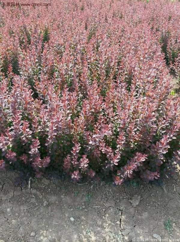 沭陽(yáng)紅葉小檗基地 沭陽(yáng)紅葉小檗基地