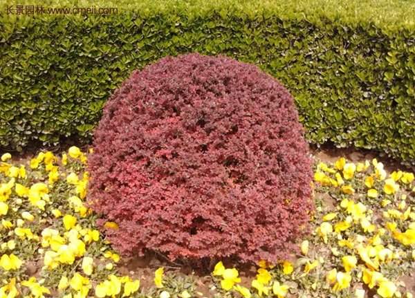 沭陽(yáng)紅葉小檗基地 沭陽(yáng)紅葉小檗基地