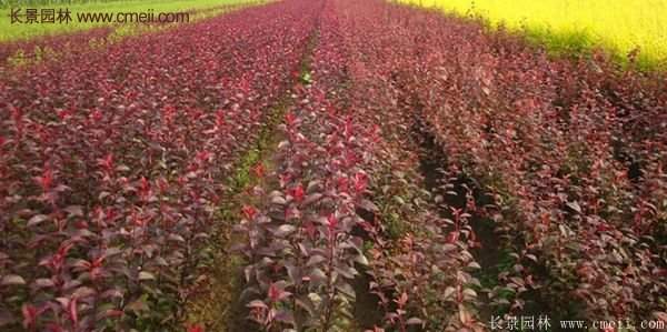 優(yōu)質(zhì)與低價(jià)紫葉李樹(shù)苗批發(fā)的苗圃