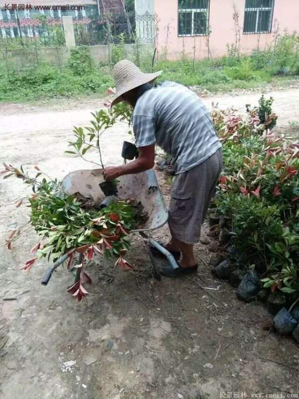 紅葉石楠的養護方法