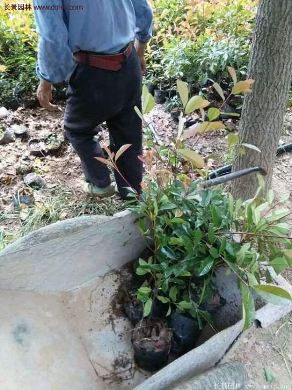 紅葉石楠的養護方法