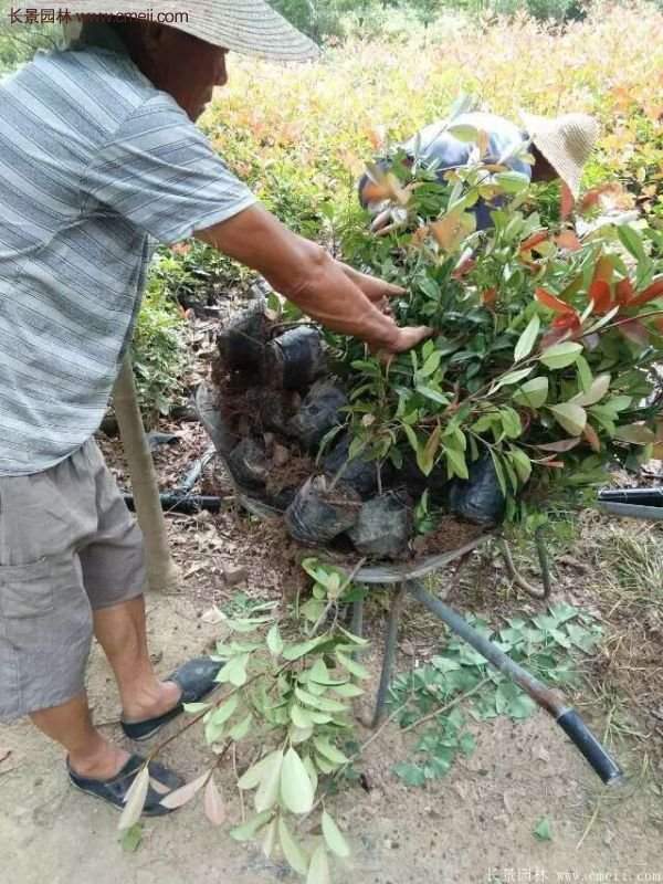 紅葉石楠的養護方法