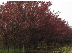 紅葉李 2022年市場最新紅葉李價格