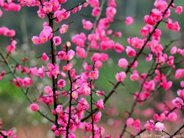 紅梅苗木-沭陽長景園林 紅梅苗木-沭陽長景園林