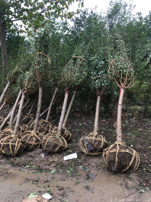 紅梅苗木-沭陽長景園林 紅梅苗木-沭陽長景園林