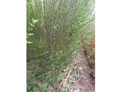 木槿價錢哪里最便宜，就來華東大型產地