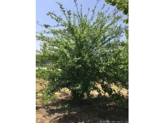 銷售3公分木槿樹，分枝40~120厘米，精品貨