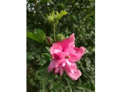 供應4公分木槿，數量有30萬棵