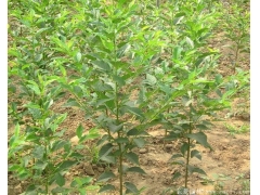 3~18公分日本櫻花樹，海量現(xiàn)貨直銷，價格全國最