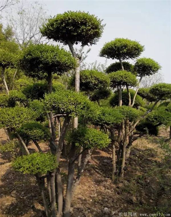 小葉女貞造型樹圖片基地實拍 小葉女貞造型樹圖片基地實拍