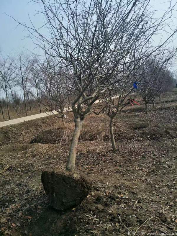 垂絲海棠圖片基地實拍 垂絲海棠圖片基地實拍