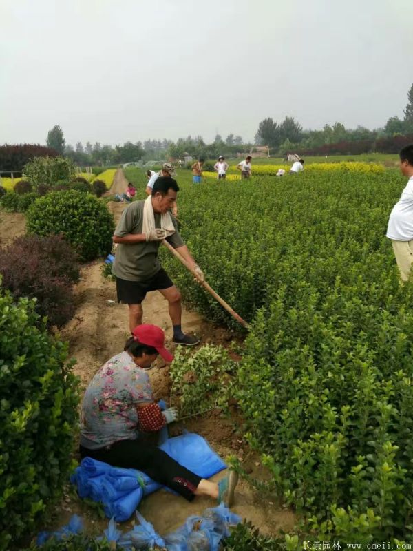 冬青小苗圖片基地實拍 冬青小苗圖片基地實拍