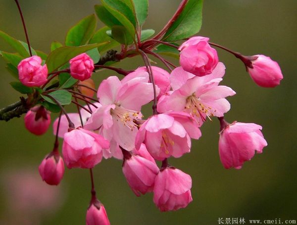 垂絲海棠花圖片 垂絲海棠花圖片