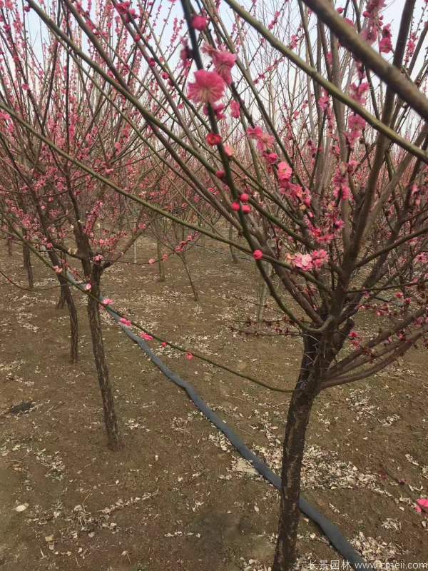 紅梅樹(shù)紅梅花圖片基地實(shí)拍 紅梅樹(shù)紅梅花圖片基地實(shí)拍