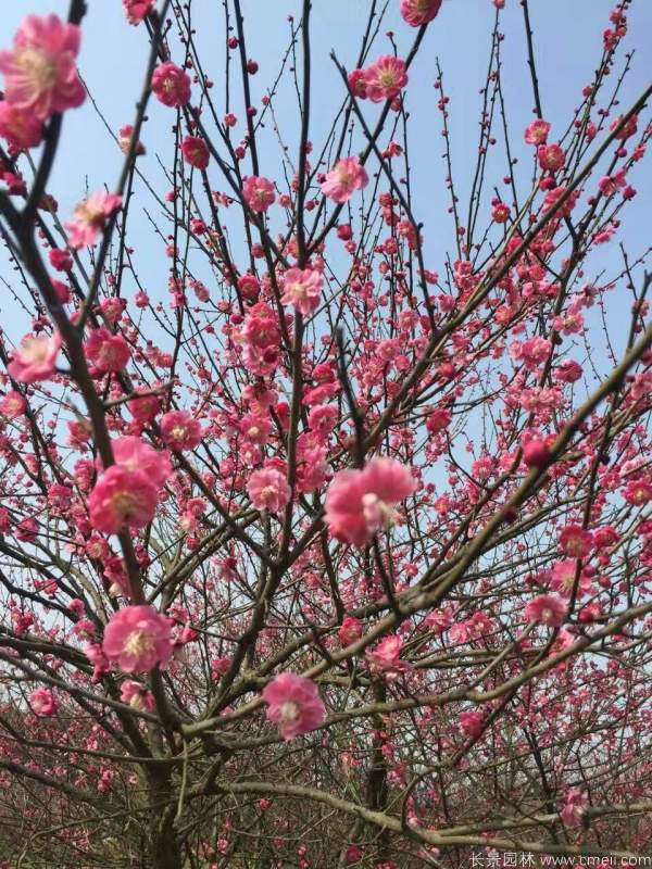 紅梅樹(shù)紅梅花圖片基地實(shí)拍 紅梅樹(shù)紅梅花圖片基地實(shí)拍