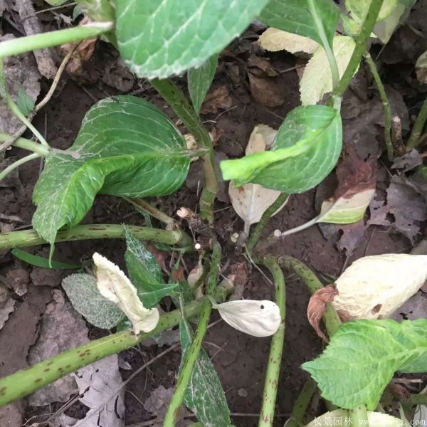 八仙花圖片基地實拍 八仙花圖片基地實拍