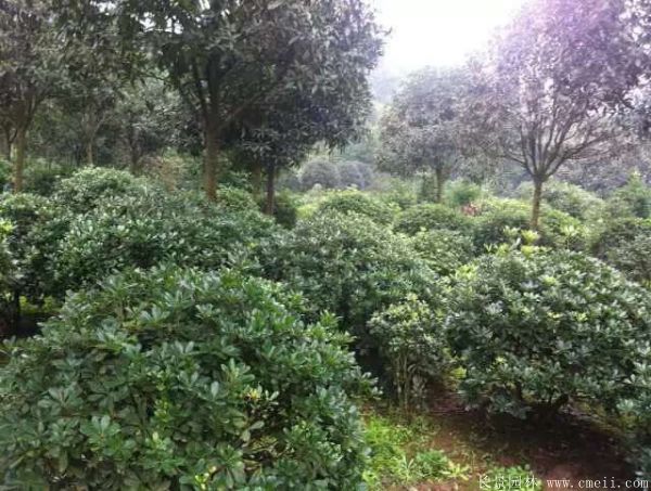 海桐圖片基地實拍 海桐圖片基地實拍