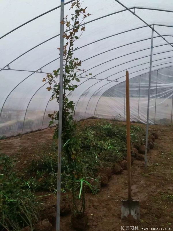 藤本月季圖片基地實拍