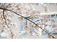 2017年較新櫻花多少錢一棵？