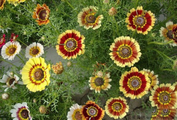 花環菊 花環菊
