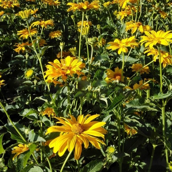 日光菊種子發芽出苗開花圖片 日光菊種子發芽出苗開花圖片