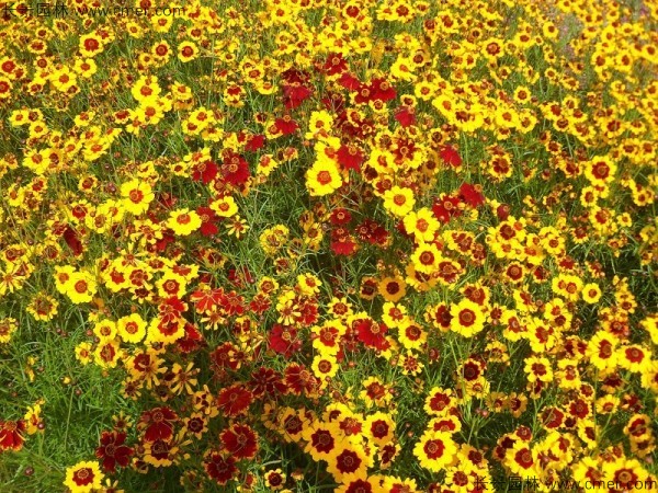 金雞菊種子發芽出苗開花圖片 金雞菊種子發芽出苗開花圖片