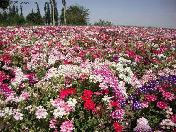美國石竹種子發芽出苗開花圖片 美國石竹種子發芽出苗開花圖片