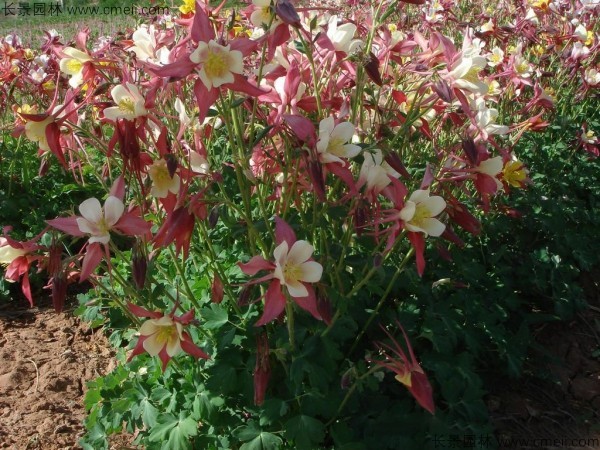 耬斗菜種子發芽出苗開花圖片 耬斗菜種子發芽出苗開花圖片