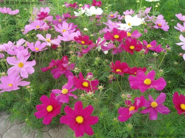 格桑花 格桑花