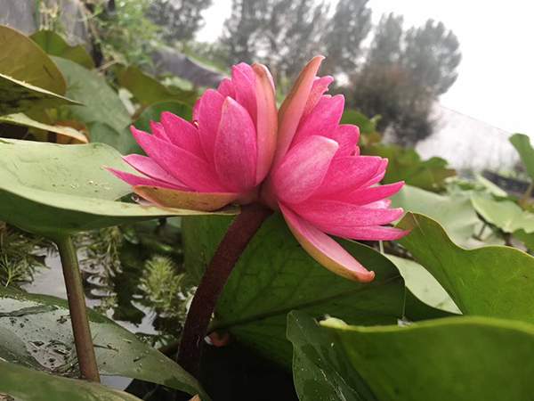 好品種類碗蓮花紅色并蒂蓮 好品種類碗蓮花紅色并蒂蓮