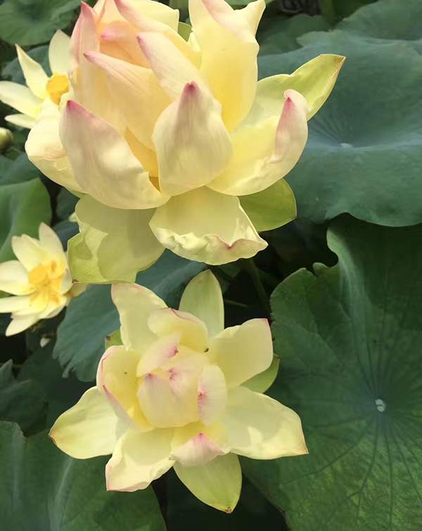 荷花種植基地實拍優(yōu)質(zhì)品種類