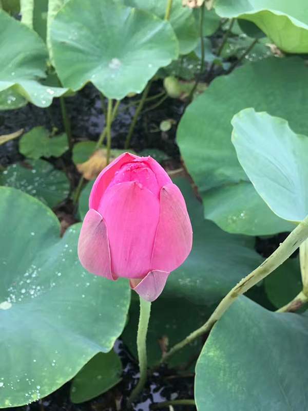 荷花種植基地實拍優(yōu)質(zhì)品種類 荷花種植基地實拍優(yōu)質(zhì)品種類