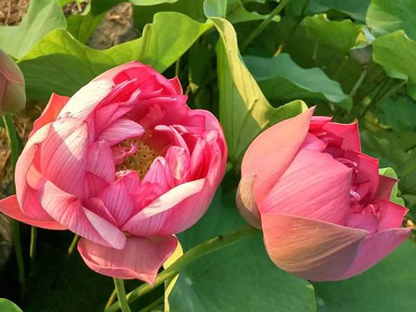 荷花種植基地實拍優(yōu)質(zhì)品種類