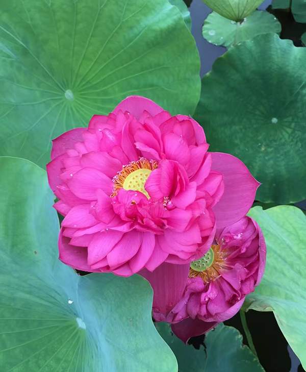 荷花種植基地實拍優(yōu)質(zhì)品種類