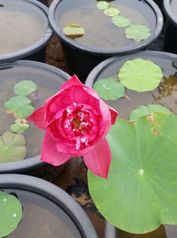 荷花種植基地實拍優(yōu)質(zhì)品種類盆栽