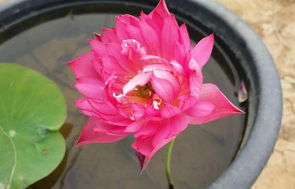 荷花種植基地實拍優(yōu)質(zhì)品種類盆栽