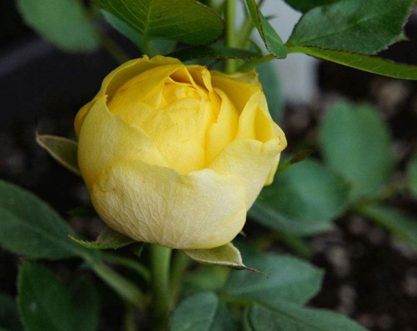 奶黃色的金絲雀