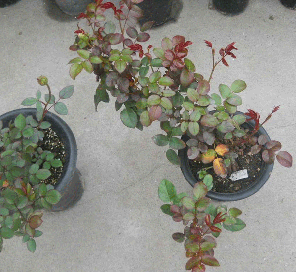 江蘇沭陽歐月基地