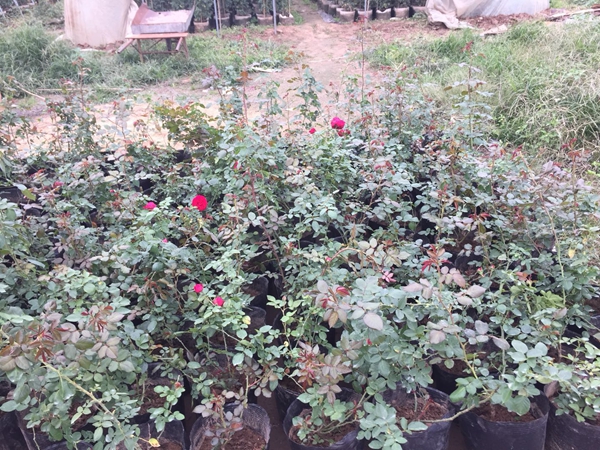 長景園林紅色達芬奇照片