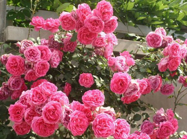 長(zhǎng)景園林歐月基地