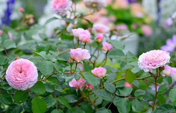 長(zhǎng)景園林歐月基地