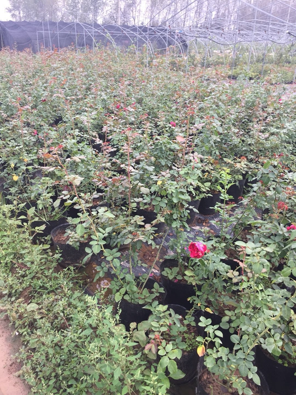 長(zhǎng)景園林歐月基地