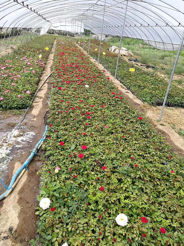 歐月小苗歐洲月季花苗 歐月小苗歐洲月季花苗