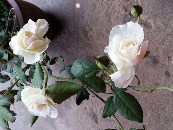 純白色月季花品種