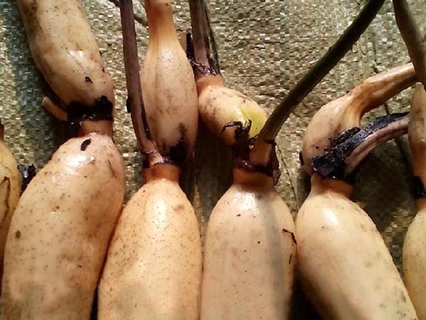 荷花苗種藕蓮藕苗 荷花苗種藕蓮藕苗