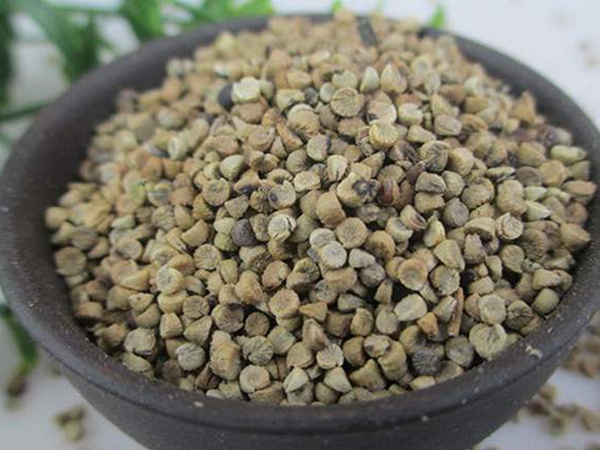 冬葵果種子 冬葵果種子